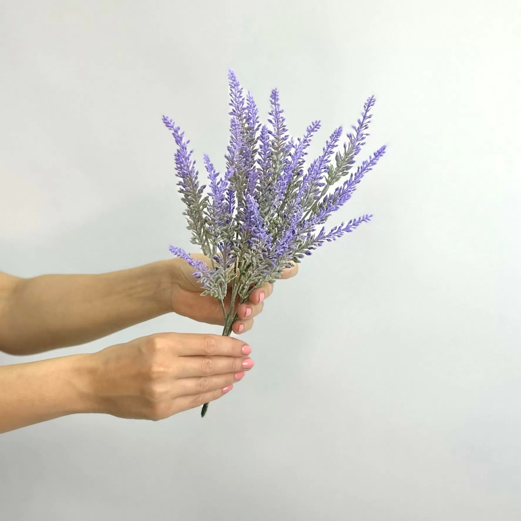lavendulae.jpg